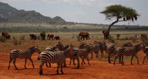 зебры, слоны, птицы